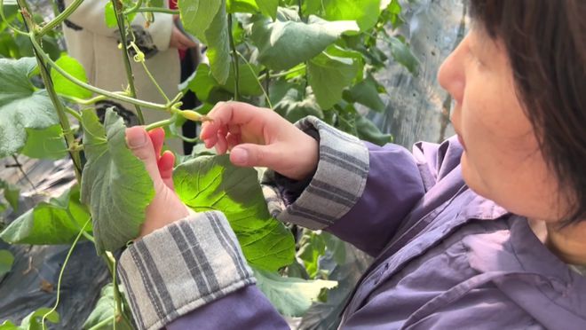 农技下乡为农户稳产增收保驾护航(图2)