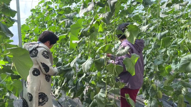 农技下乡为农户稳产增收保驾护航(图4)