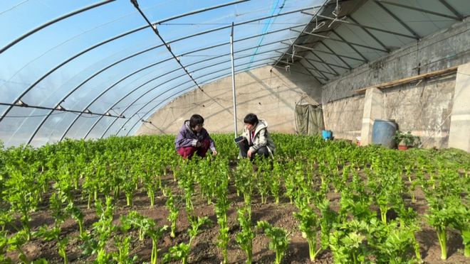 农技下乡为农户稳产增收保驾护航(图5)