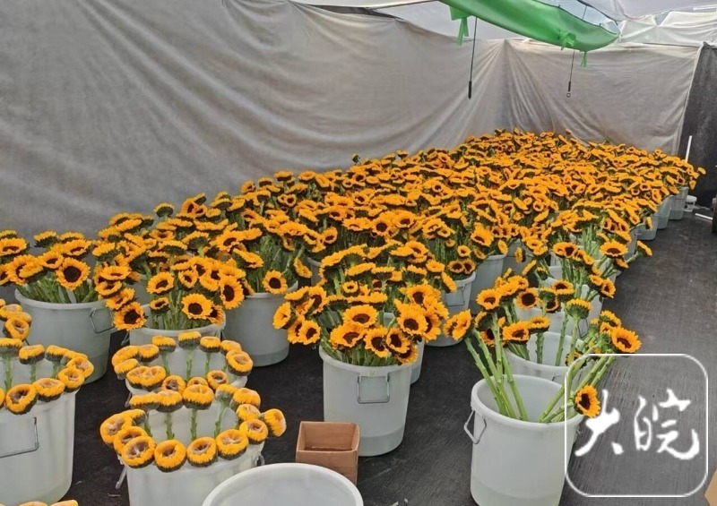 “合肥造”自发光植物已量产萤光向日葵一周销量突破一万株(图5)