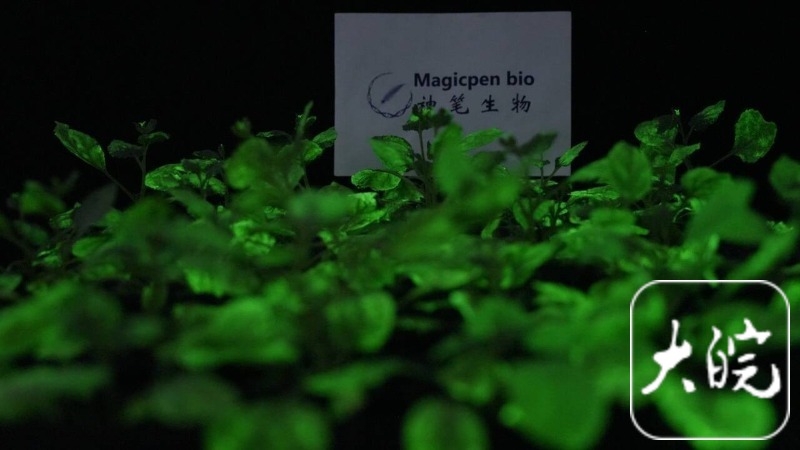 “合肥造”自发光植物已量产萤光向日葵一周销量突破一万株(图6)