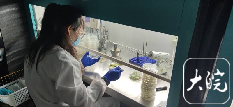 “合肥造”自发光植物已量产萤光向日葵一周销量突破一万株(图4)